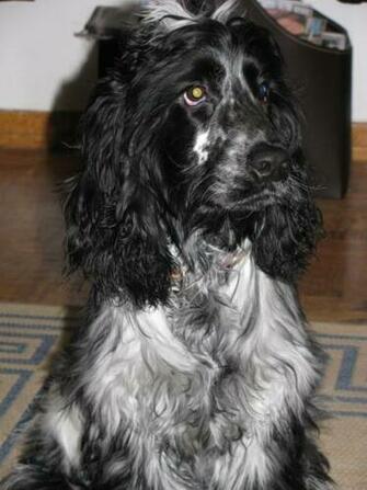 Cocker Spaniel Photos