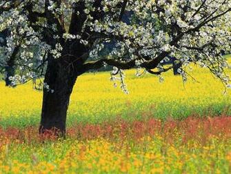 Spring Is Coming Wallpaper Pictures