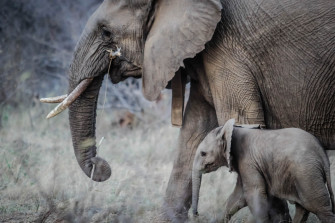 Wallpaper Id An Elephant With Ivory Tusks Walking Next