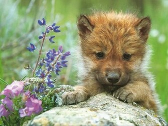 Baby Wolf Wallpaper HD Jpg
