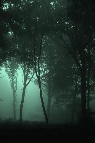 Dark Forest Wallpaper Enjpg