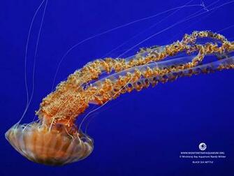 Wallpaper From The Monterey Bay Aquarium