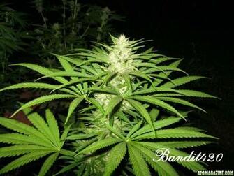 Og Kush Plant Wallpaper Ing