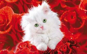 Pretty Kitty Roses Wallpaper