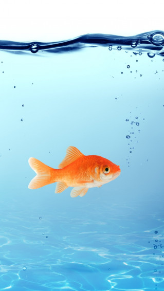 Fish iPhone Wallpaper