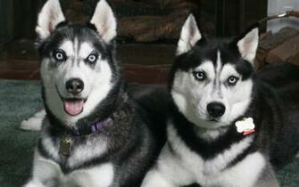 Siberian Husky Wallpaper Animal