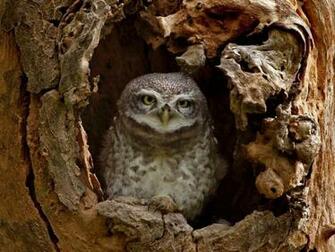 Baby Owl Wallpaper Pictures