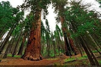 Tree Sequoia Yosemite Mariposa Grove National Park