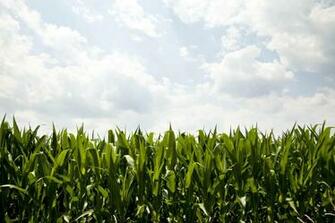 Illinois Corn Field Wallpaper