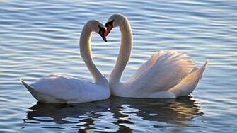Swan Couple HD Wallpaper Jpg