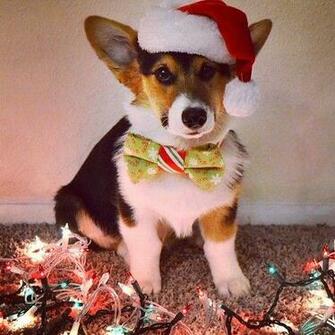 Christmas Corgi Awesome