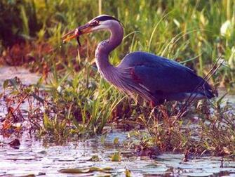 Wallpaper Great Blue Heron Bird Desktop