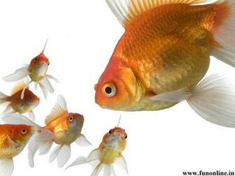 Goldfish Wallpaper Funny Kitten And Goldfishes