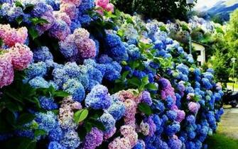 Rainbow Of Hydrangea S Wallpaper Hq Desktop