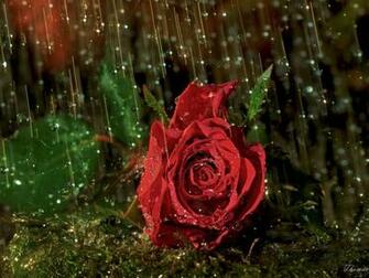 Rain On Flowers Wallpaper HD Pictures Image