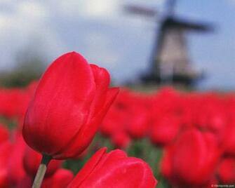 Flower Huge Collection Of Amazing High Resolution Wallpaper Photo