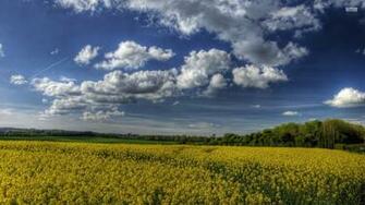 Storm Clouds Over Wheat Field Sky Summer Nature