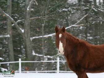 Screensaver And Desktop Wallpaper Of Winter Equine Scenery