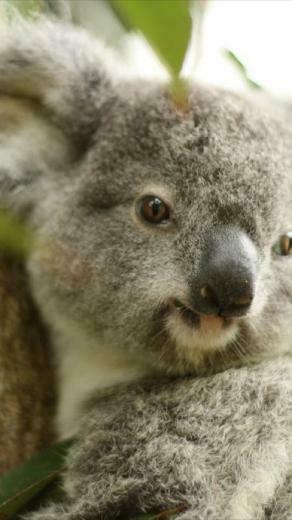 Baby Koala Wallpaper Screenshot