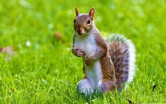 Wild Life Wallpaper Wildlife Cute Squirrel
