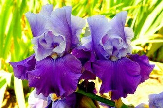 Iris Wallpaper