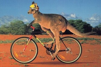 Football Wallpaper Funny Kangaroo