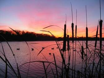 Duck Hunting Wallpaper Desktop