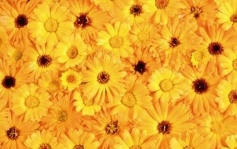 Yellow Color Wallpaper High Definition Quality