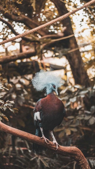 Bird iPhone Wallpaper