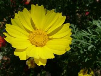 7art Flowers Clipart And Wallpaper Royalty A Yellow Flower