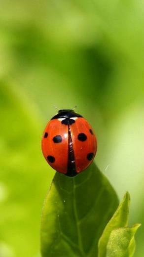 Ladybug Galaxy S4 Wallpaper HD