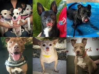Pets For Adoption At Nevada Society The Prevention Of Cruelty