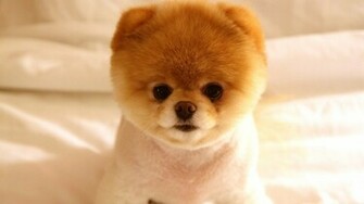 Very Cute Little Dog Wallpaper55 Best Wallpaper For Pcs