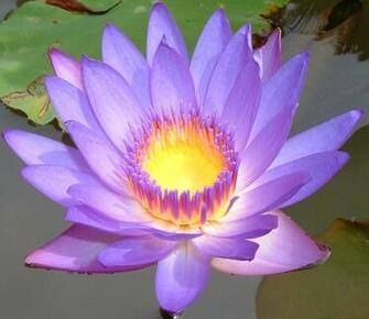 Purple Flower Desktop Wallpaper