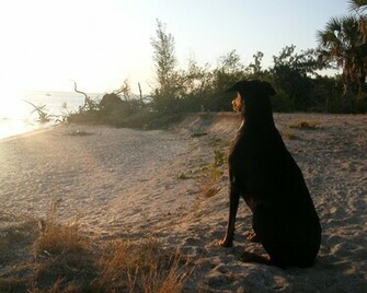 Doberman Pinscher Wallpaper Jpg