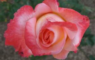 Rose Wallpaper Photos Flower