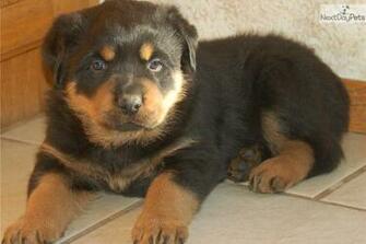 With Rottweiler Puppy Dog Picture Cute And Funny Pet Wallpaper