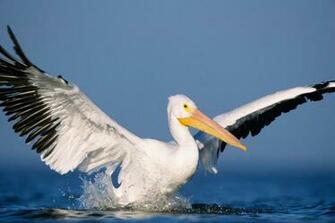Happy Wallpaper Pelican Pictures
