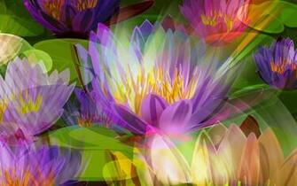 Width Flower Wallpaper Stock Photos