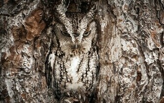 Owl Computer Wallpaper Desktop Background Id
