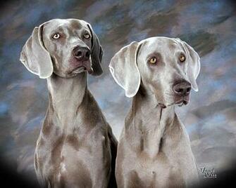 Owning A Weimaraner The Dog Wallpaper Best