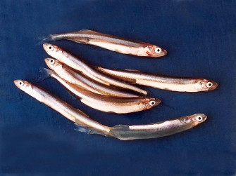 Smelt 1200bsc Wallpaper