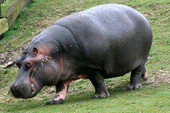 Hippos Wallpaper Wallpaper9
