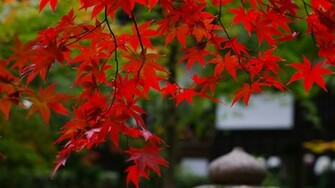 Autumn Maple Leafs Red Background Wallpaper Desktop Car Pictures