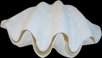 Giant Clam Shell Isolated Wallpaper