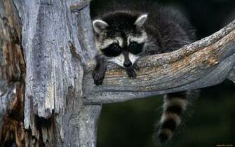 Raccoon Computer Wallpaper Desktop Background Id
