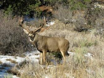 Monster Whitetail Deer Pictures