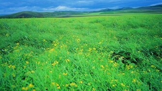 Grassland Scenery Background Widescreen And HD Wallpaper