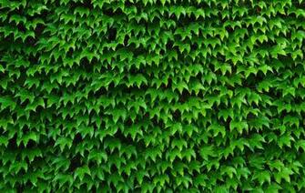 Ivy Wallpaper