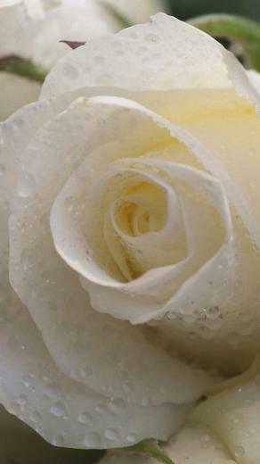 Rose Flowers iPhone Wallpaper HD Flower Plus Background
